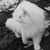 :iconicelandicrider: