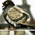 :iconiceprince887: