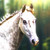 :iconicera-stock: