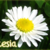 :iconicesia: