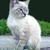 :iconicestorm512: