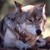 :iconicetalon92: