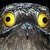 :iconicethewingedwolf: