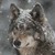 :iconicewolfphotography:
