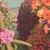 :iconichigo559: