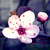 :iconichigo59: