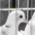 :iconichigogirl: