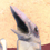 :iconichione: