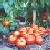 :iconickle-kitch: