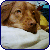 :iconicklefawnie: