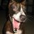 :iconickydog: