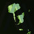 :iconicreateddisco4u: