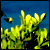 :iconicy-witch: