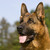 :iconidflue07: