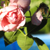:iconidoobelieveinfairies: