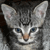 :iconidunn-frosk: