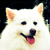 :iconifallenleaf: