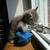 :iconifluffi: