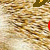 :iconigl7plz: