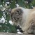 :iconigneous-indigo: