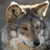 :iconignis-excubitor: