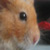 :iconignoto1: