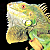 :iconiguanaiguana88:
