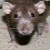 :iconikit-klaw: