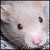 :iconikklepaws:
