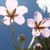 :iconila-kalein-tasida: