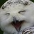 :iconilightowl: