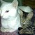 :iconilikebatman: