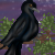 :iconilikecrows: