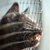:iconilikepiealot316: