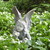 :iconilikequail: