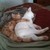 :iconilikethefair: