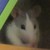 :iconilinit: