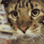 :iconiliondesign:
