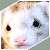:iconiller-meister:
