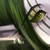 :iconillumiae: