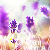 :iconillummi: