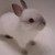 :iconillusiverose: