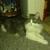 :iconillyriatyrant: