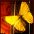 :iconilmiril: