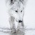 :iconiLonewolf: