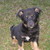 :iconiloveanimals2: