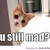 :iconiloveanime786: