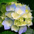 :iconilovebirdies: