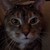 :iconilovecatsmeow: