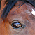 :iconilovehorsesmorethanu: